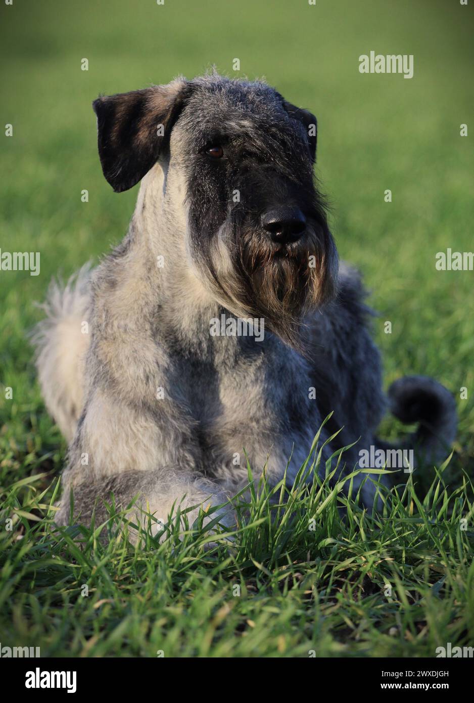 Porträt eines Riesenschnauzers Pfeffer und Salz Stockfoto