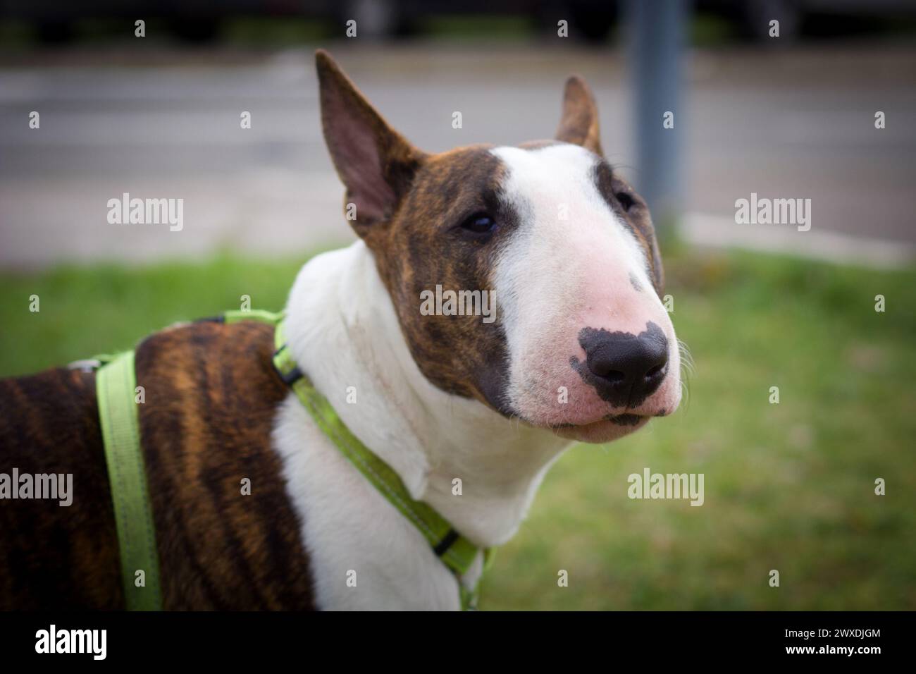 Porträt eines englischen Bullterriers Stockfoto