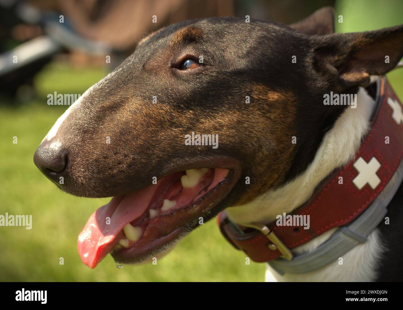 Porträt eines englischen Bullterriers Stockfoto