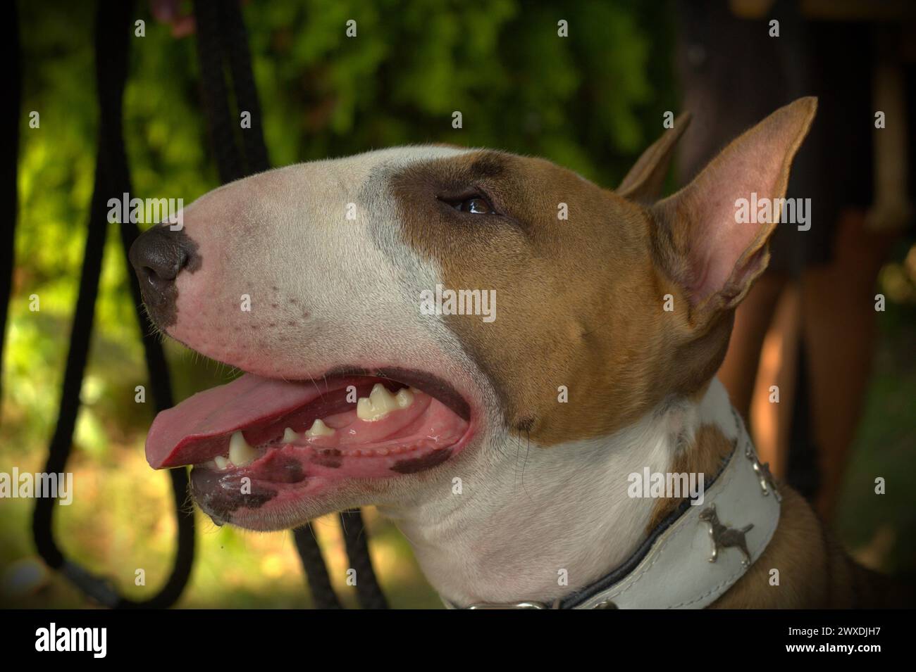 Porträt eines englischen Bullterriers Stockfoto
