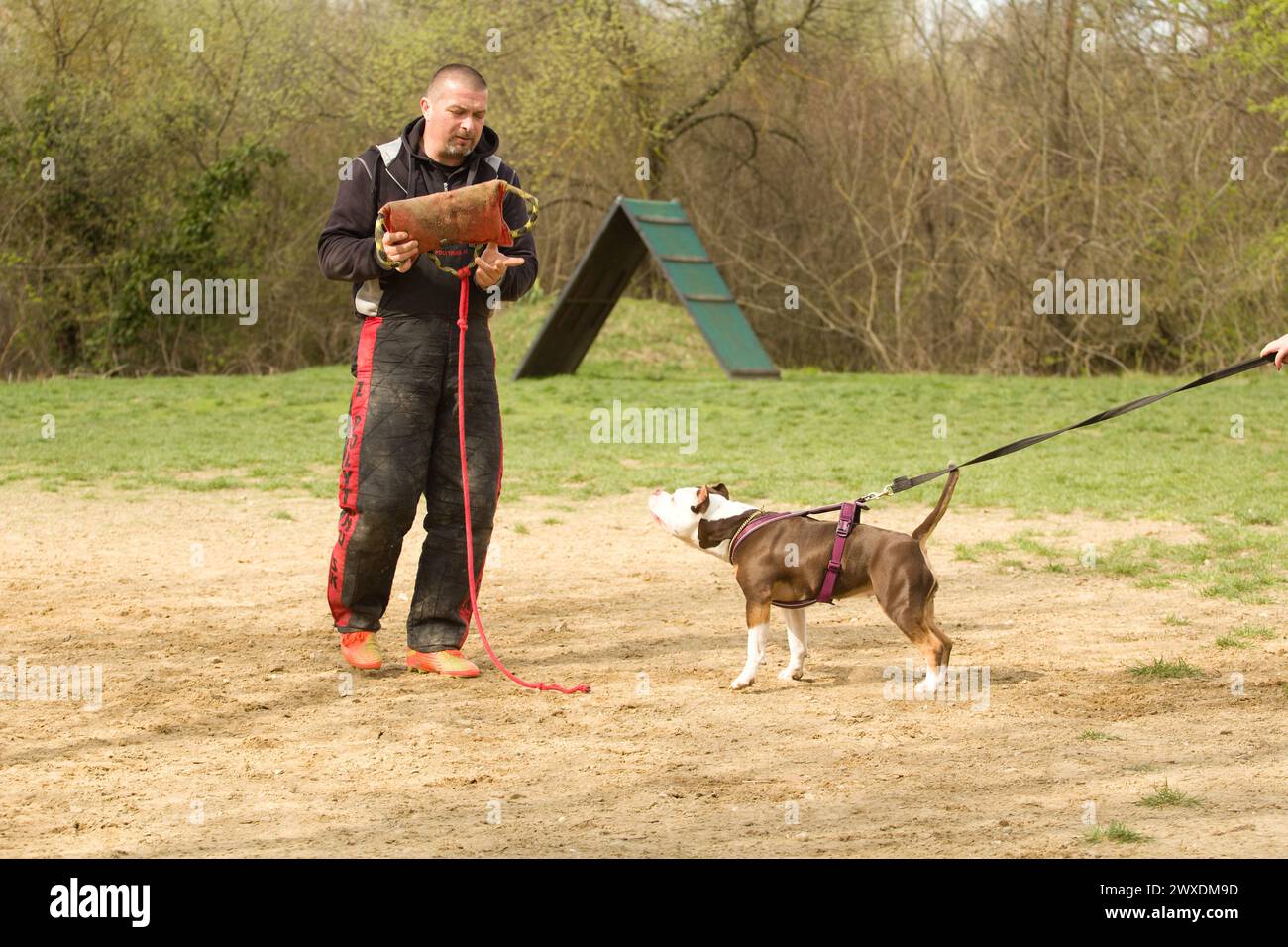 Amerikanischer Tyrann während der Schutzarbeit - einer der Hundesportarten Stockfoto