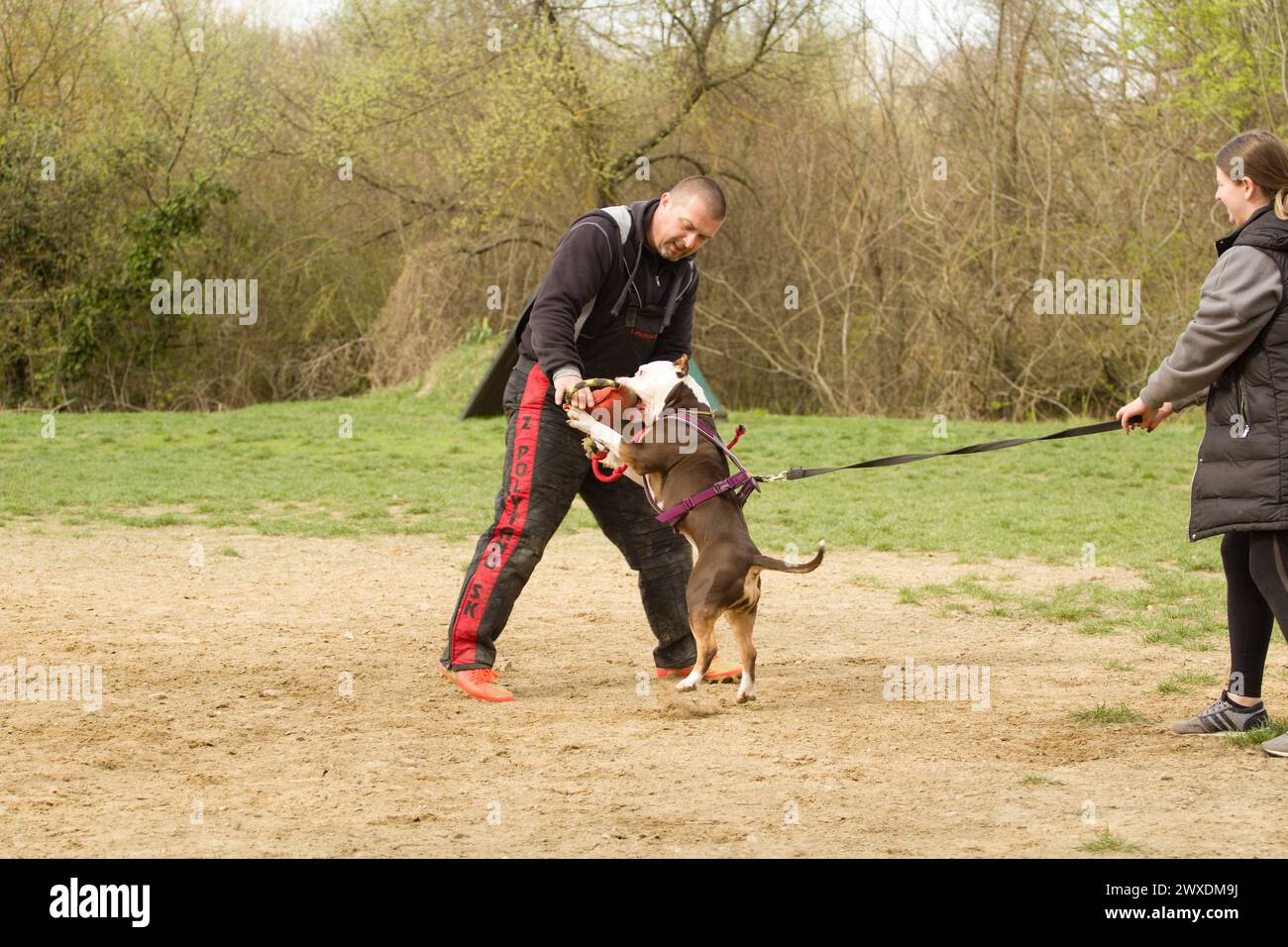 Amerikanischer Tyrann während der Schutzarbeit - einer der Hundesportarten Stockfoto