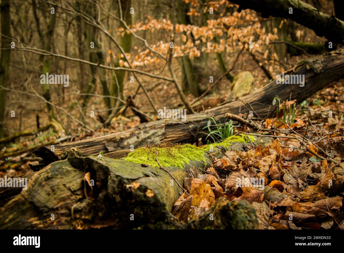 Mitteleuropäischer Wald im Frühjahr Stockfoto