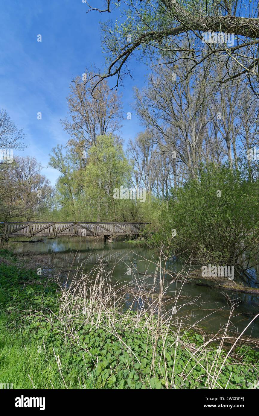 Urdenbacher Altrhein im Naturschutzgebiet Urdenbacher Kämpe an der Rheinaue, Düsseldorf Stockfoto