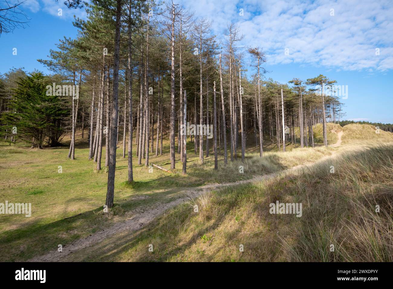 Newborough Forest Naturschutzgebiet an der Südküste von Anglesey, Nordwales. Stockfoto