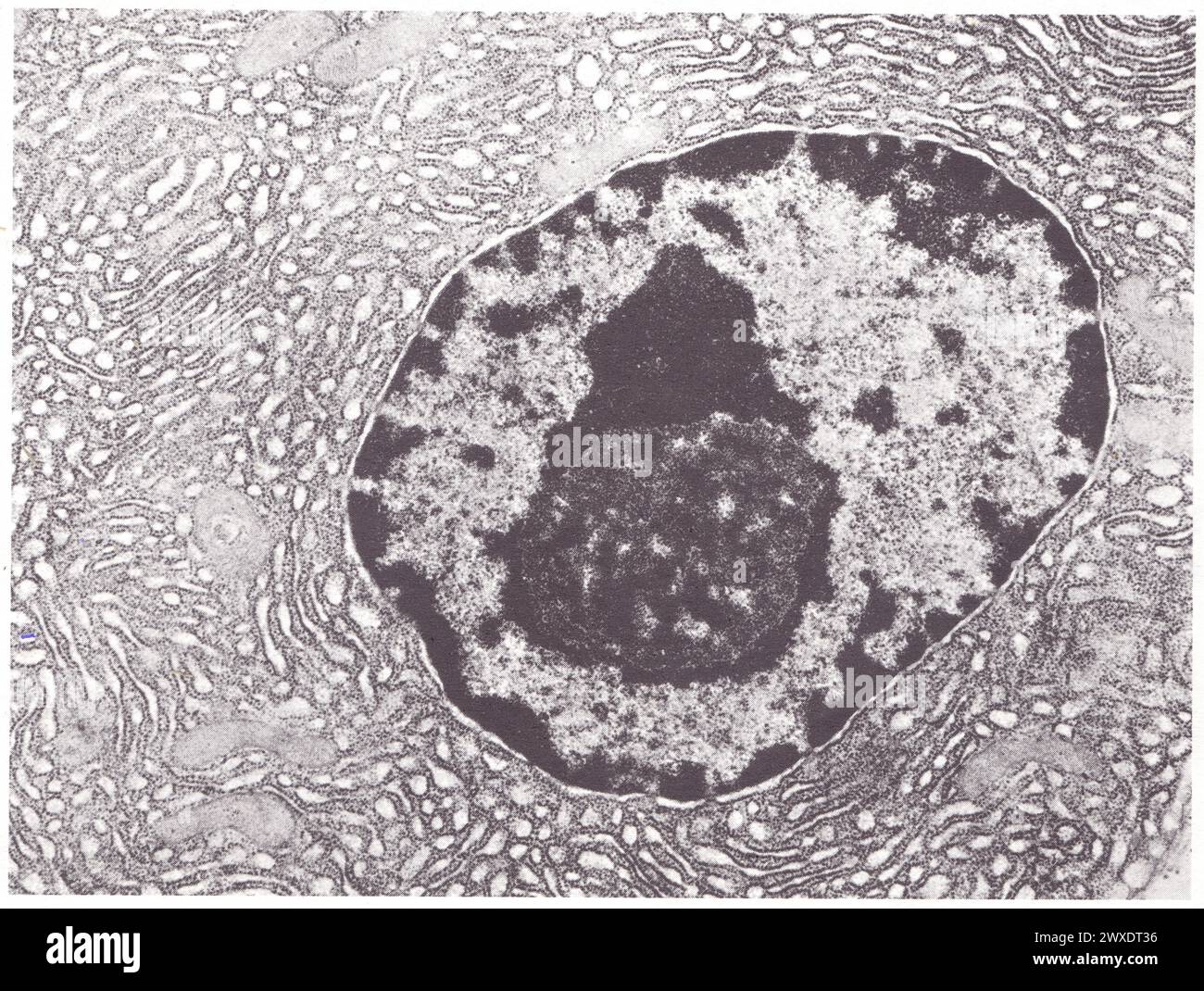 Struktur d'Ensemble d'une cellule pancréas de souris Stockfoto