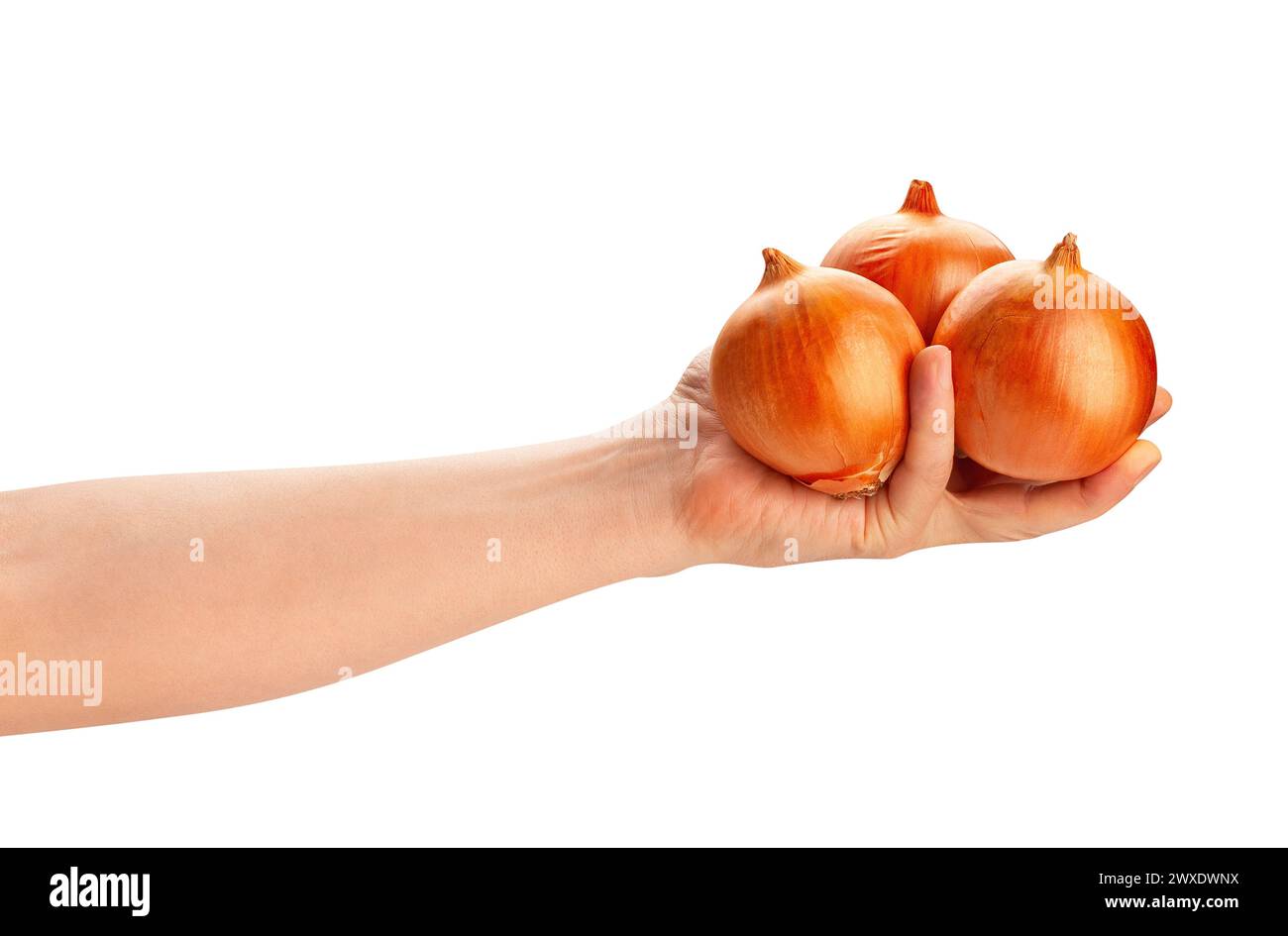 Zwiebel im Handweg isoliert auf weiß Stockfoto