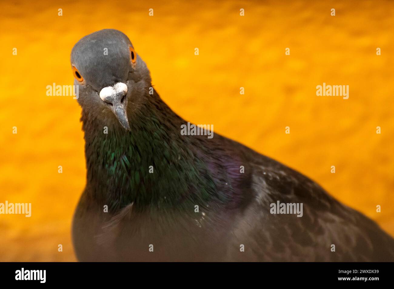 Nahaufnahme der Taube auf isoliertem gelbem Hintergrund Stockfoto