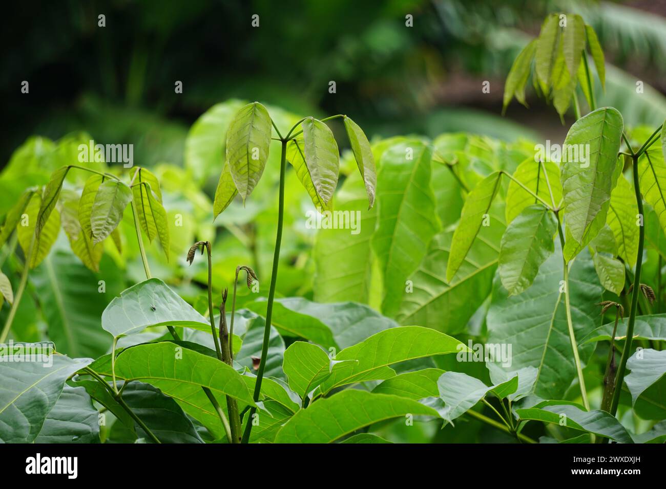 Tabebuia caraiba (Tabebuia aurea, Karibische Trompete, silberner Trompetenbaum, Goldbaum) mit natürlichem Hintergrund. Stockfoto