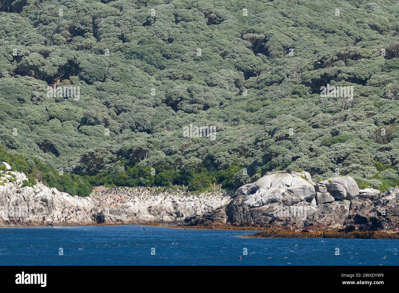 Neuseeland, subantarktische Inseln, die Snares, UNESCO. Blick auf die felsige Küste. Schlängelt Kammpinguine entlang der Küste. Stockfoto