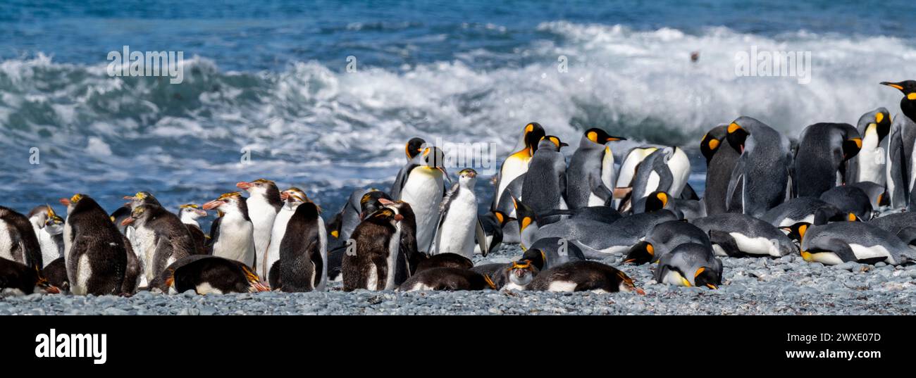 Australien, Tasmanien, Macquarie Island, Sandy Bay (UNESCO) Königspinguine (Aptenodytes patagonica) und Königspinguine (Eudyptes schlegeli) Stockfoto