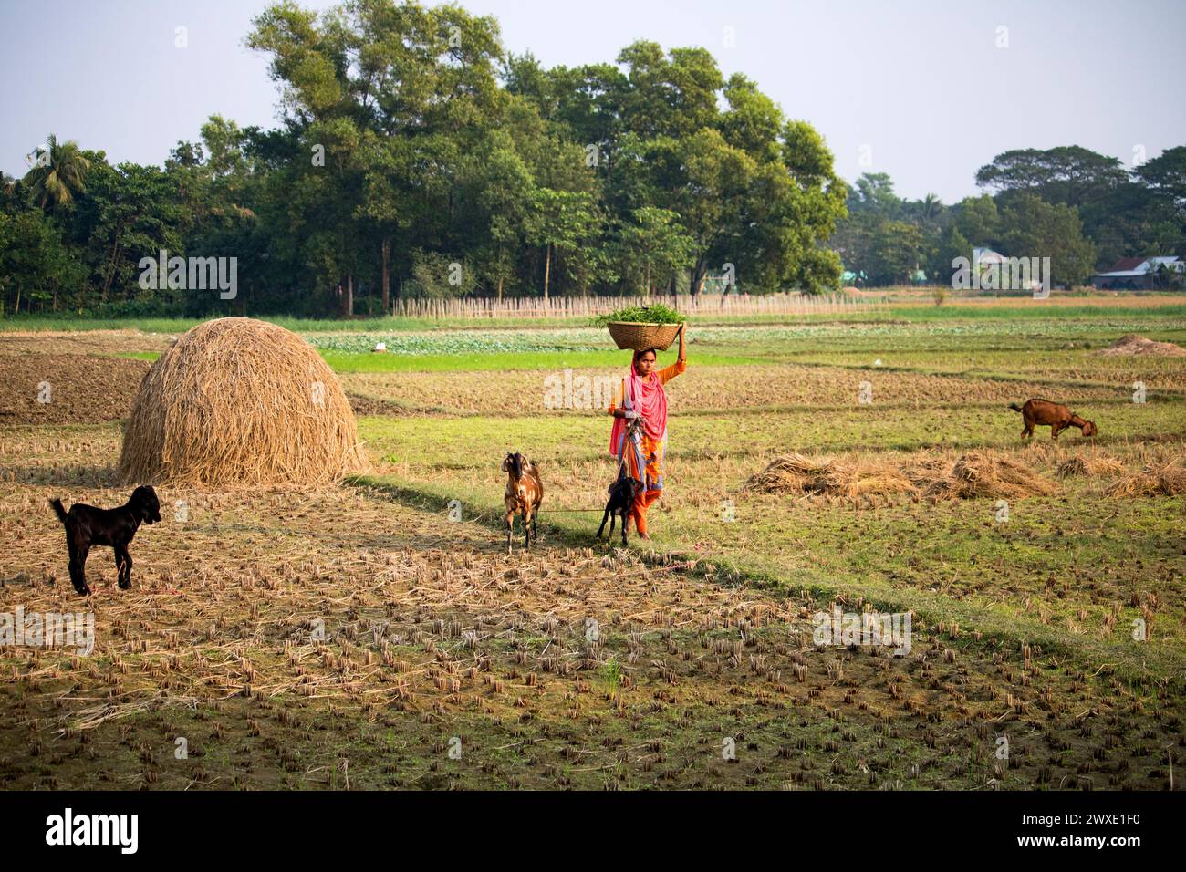Fatehabad, Comilla-26. Dezember 2023: Landfrauen, die mit Ziegen nach Hause zurückkehren, das tägliche Leben der Landfrauen kehren nach Bangladesch zurück. Stockfoto