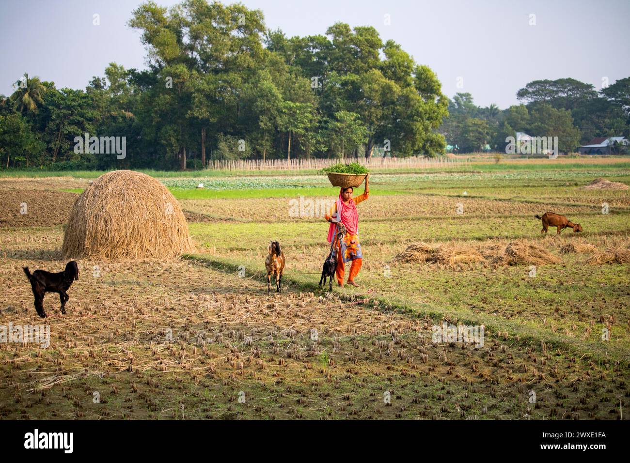 Fatehabad, Comilla-26. Dezember 2023: Landfrauen, die mit Ziegen nach Hause zurückkehren, das tägliche Leben der Landfrauen kehren nach Bangladesch zurück. Stockfoto