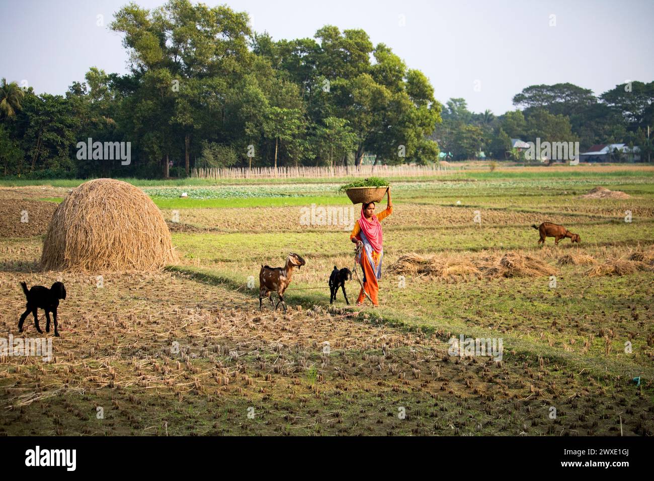 Fatehabad, Comilla-26. Dezember 2023: Landfrauen, die mit Ziegen nach Hause zurückkehren, das tägliche Leben der Landfrauen kehren nach Bangladesch zurück. Stockfoto