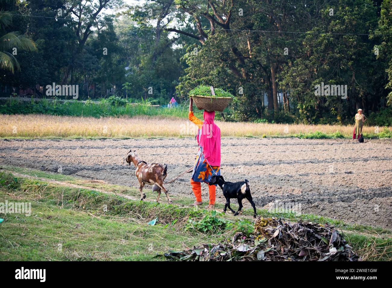 Fatehabad, Comilla-26. Dezember 2023: Landfrauen, die mit Ziegen nach Hause zurückkehren, das tägliche Leben der Landfrauen kehren nach Bangladesch zurück. Stockfoto