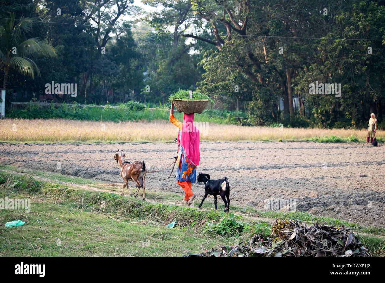Fatehabad, Comilla-26. Dezember 2023: Landfrauen, die mit Ziegen nach Hause zurückkehren, das tägliche Leben der Landfrauen kehren nach Bangladesch zurück. Stockfoto