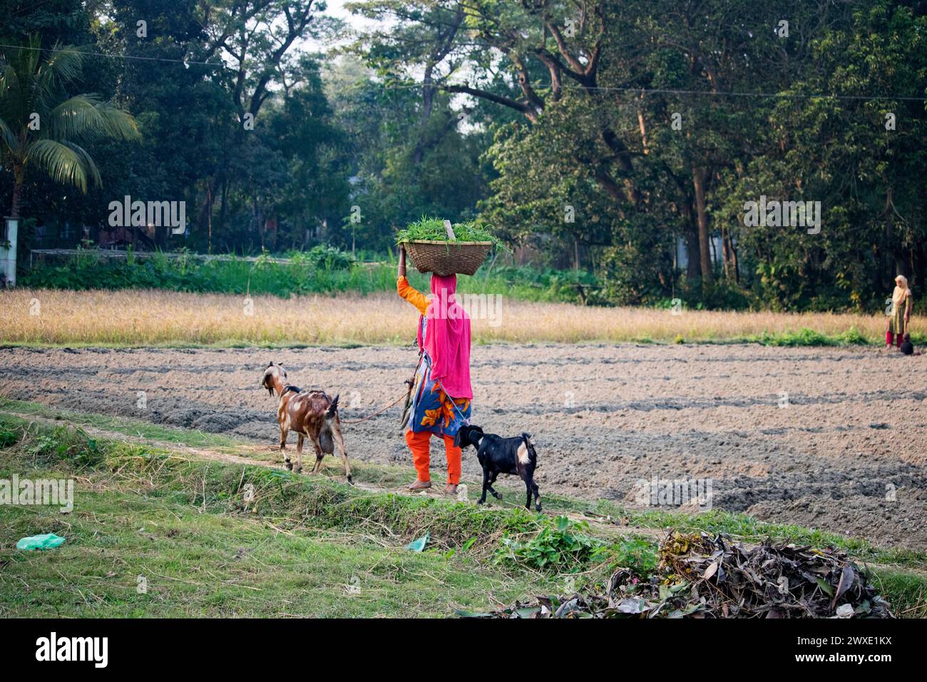 Fatehabad, Comilla-26. Dezember 2023: Landfrauen, die mit Ziegen nach Hause zurückkehren, das tägliche Leben der Landfrauen kehren nach Bangladesch zurück. Stockfoto