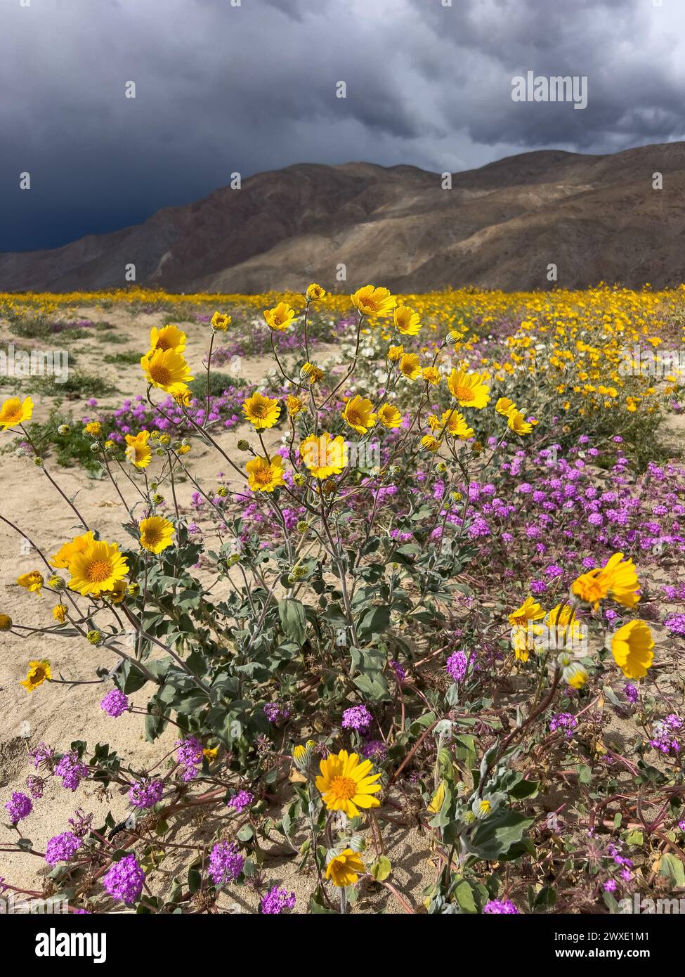 Superbloom Wüstenblumen im Anza-Borrego Desert State Park, San Diego County, Kalifornien, USA Stockfoto