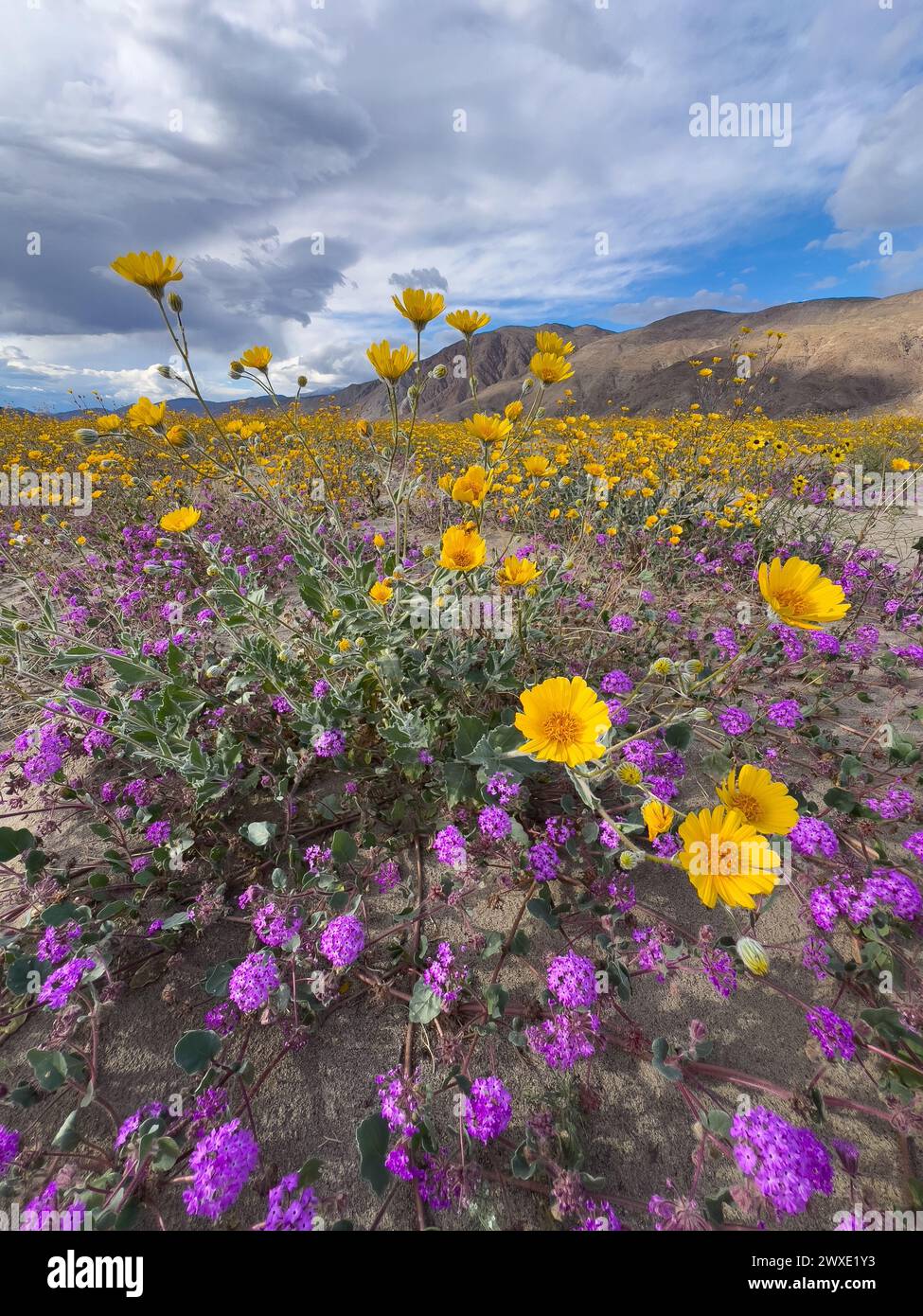 Superbloom Wüstenblumen im Anza-Borrego Desert State Park, San Diego County, Kalifornien, USA Stockfoto