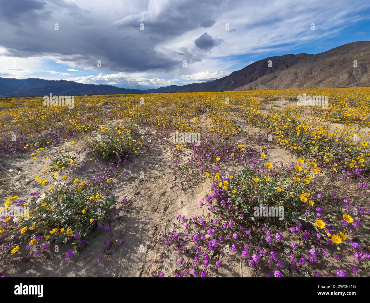 Superbloom Wüstenblumen im Anza-Borrego Desert State Park, San Diego County, Kalifornien, USA Stockfoto