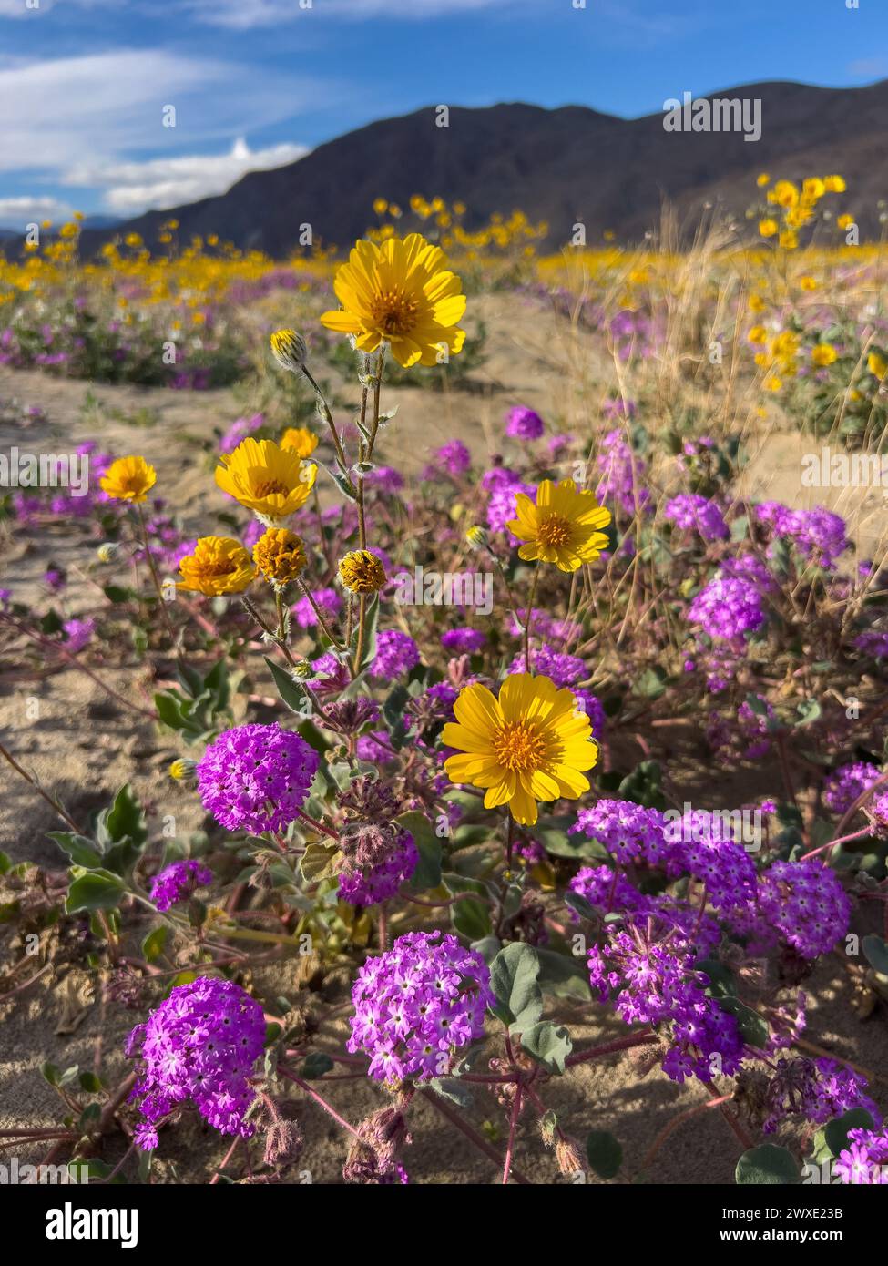 Superbloom Wüstenblumen im Anza-Borrego Desert State Park, San Diego County, Kalifornien, USA Stockfoto