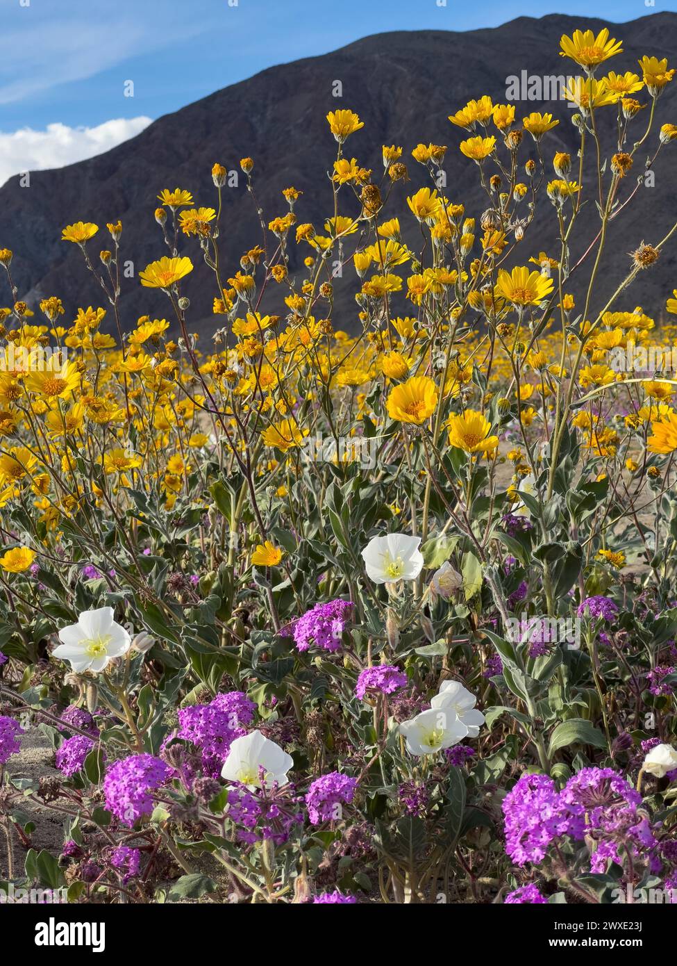 Superbloom Wüstenblumen im Anza-Borrego Desert State Park, San Diego County, Kalifornien, USA Stockfoto