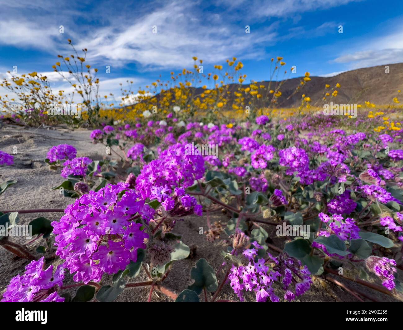 Superbloom Wüstenblumen im Anza-Borrego Desert State Park, San Diego County, Kalifornien, USA Stockfoto