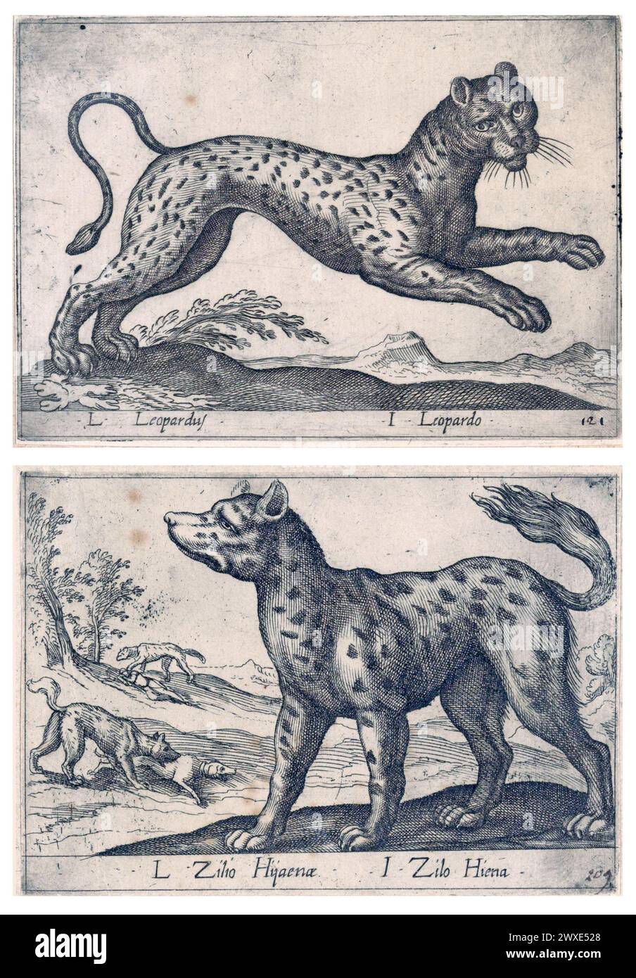 Zwei antike Drucke auf Papier, die Raubtiere und Raubtiere darstellen: Leopard und Hyaena. Druckpapierätzungen von Antonio Tempesta, um 1650 Stockfoto