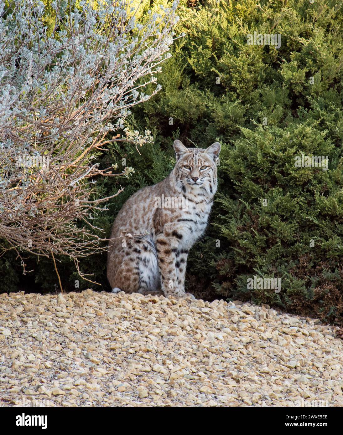 Der Rotluchs, auch bekannt als Rotluchs, ist eine der vier erhaltenen Arten der mittelgroßen Wildkatzenart Lynx. Sie ist in Nordamerika beheimatet und erstreckt sich von Südkanada über die meisten angrenzenden Vereinigten Staaten bis hin zu Oaxaca in Mexiko. Dieser Bobcat wurde zwischen Büschen im Armstrong Flight Research Center in Edwards, Kalifornien, fotografiert. Die gefleckte Katze hat ihr Zuhause auf der über 300.000 Hektar großen Mojave-Wüste, die die NASA-Einrichtung auf der Edwards Air Force Base umgibt. Eine optimierte Version eines Originalbildes der NASA. . Obligatorische Gutschrift: NASA/C.Thomas Stockfoto