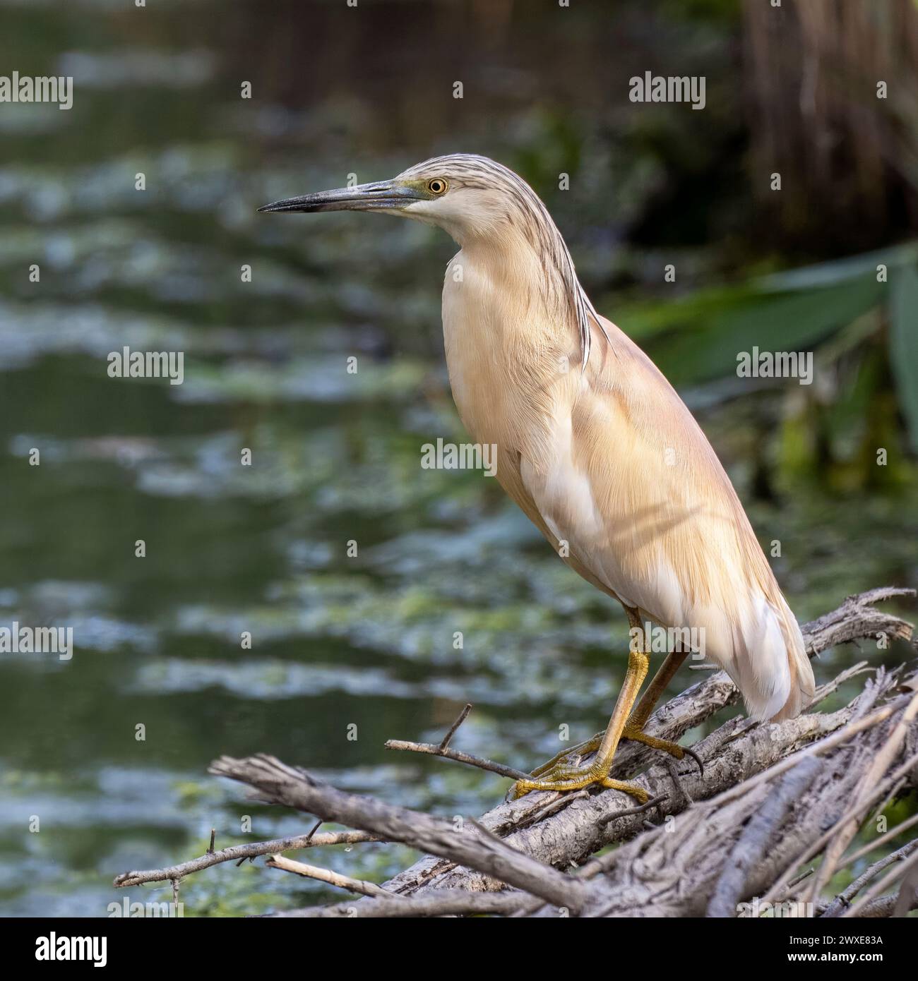 Squacco Reiher, Ardeola Ralloides, Riserva Naturale, Isola della Cona, Italien Stockfoto