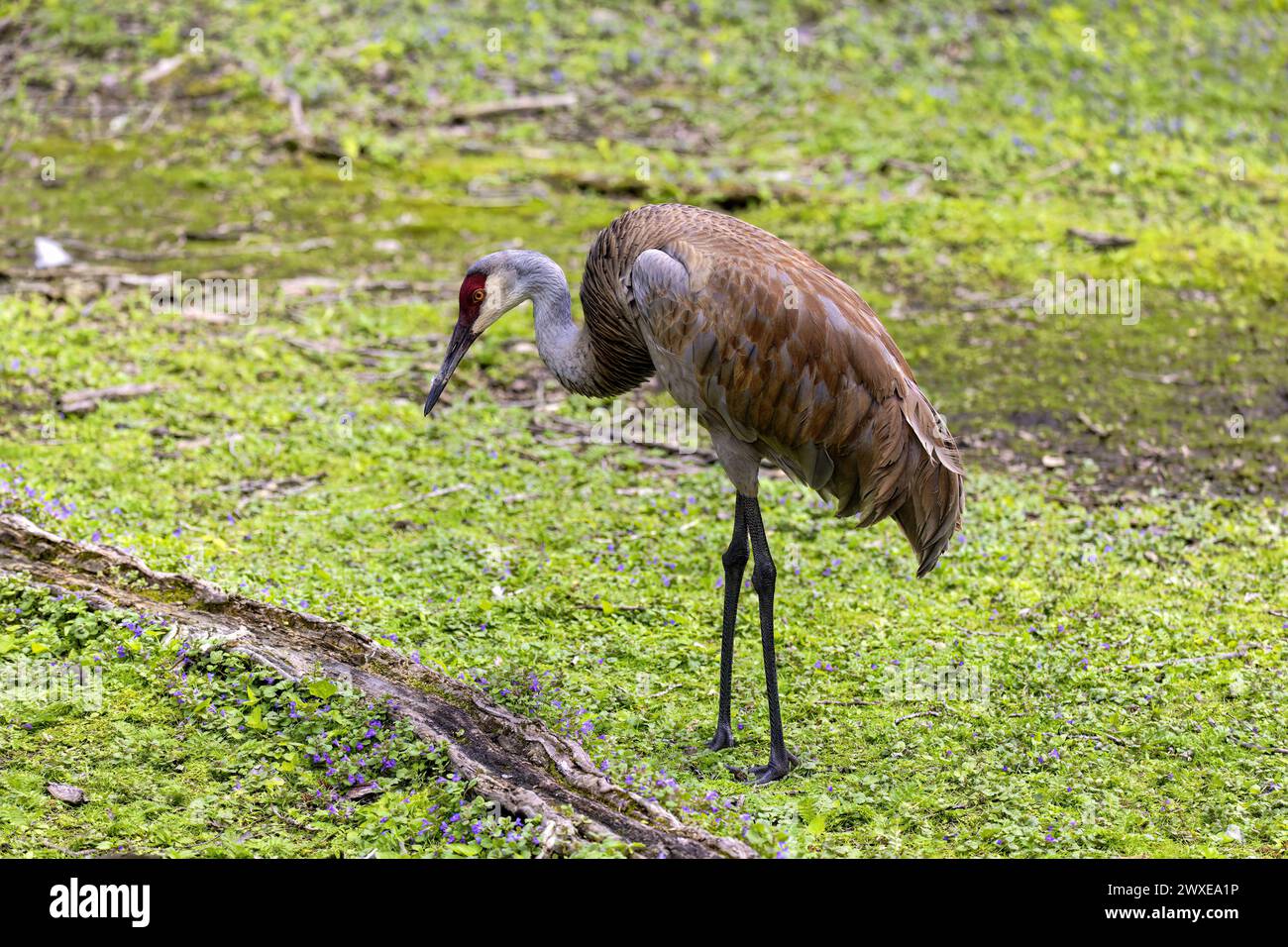 Antigone canadensis (Antigone canadensis). Dieser Vogel ist einer von nur zwei endemischen Kranarten in Nordamerika Stockfoto