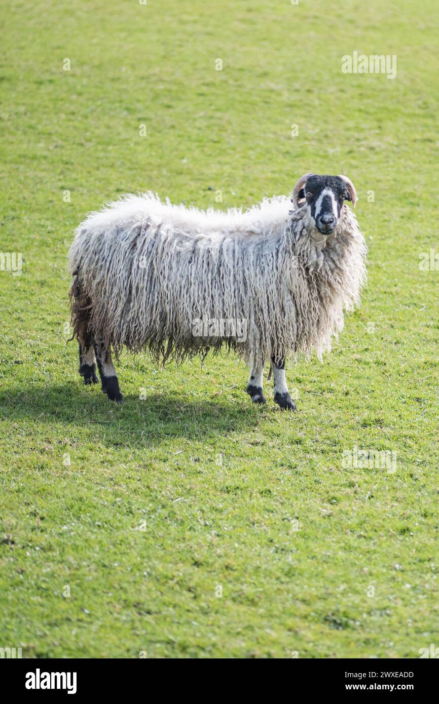 Mit dickem Vlies sah dieses hinterleuchtete Schaf aus, kurz bevor es in Long Preston, North Yorkshire, lammte. Stockfoto