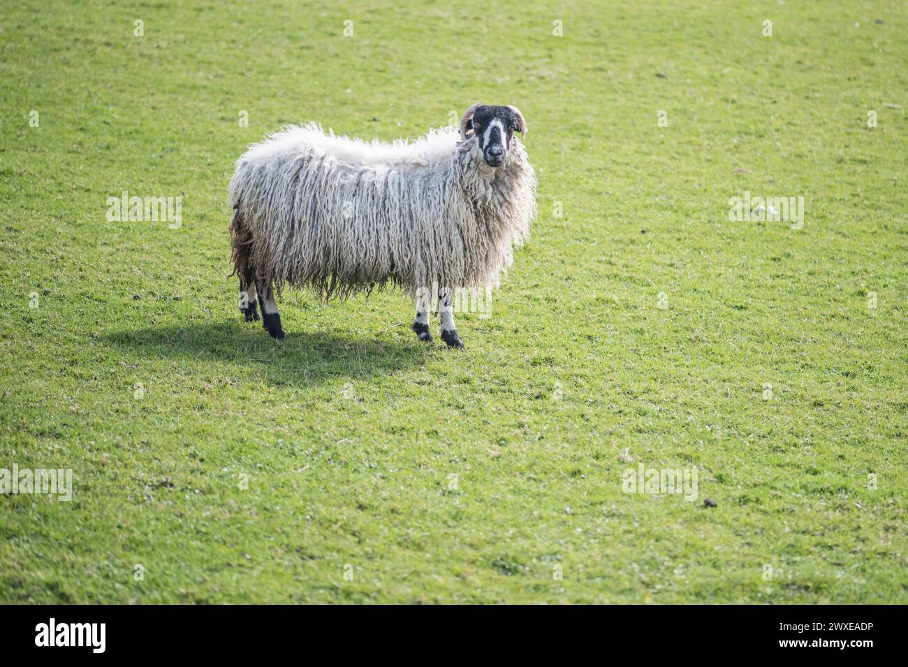 Mit dickem Vlies sah dieses hinterleuchtete Schaf aus, kurz bevor es in Long Preston, North Yorkshire, lammte. Stockfoto