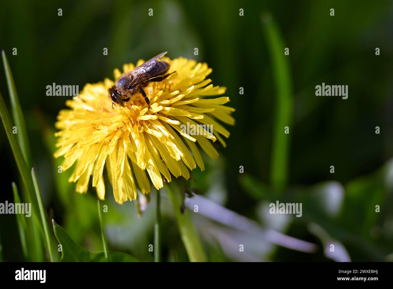 Nahaufnahme einer Biene, die eine hellgelbe Löwenzahnblüte bestäubt Stockfoto