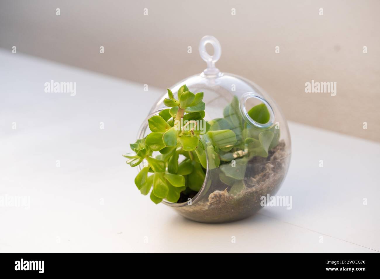 Detail eines natürlichen Pflanzenterrariums mit Micro Habitat Glaskugel auf einem neutralen weichen Hintergrund. Planetenpflege und Nachhaltigkeit zu Hause oder im Büro Stockfoto
