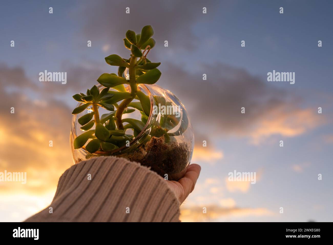 Natürliches Pflanzen-Terrarium mit Micro Habitat Glaskugel auf einem neutralen weichen Hintergrund. Planetenpflege und Nachhaltigkeit zu Hause oder im Büro Stockfoto