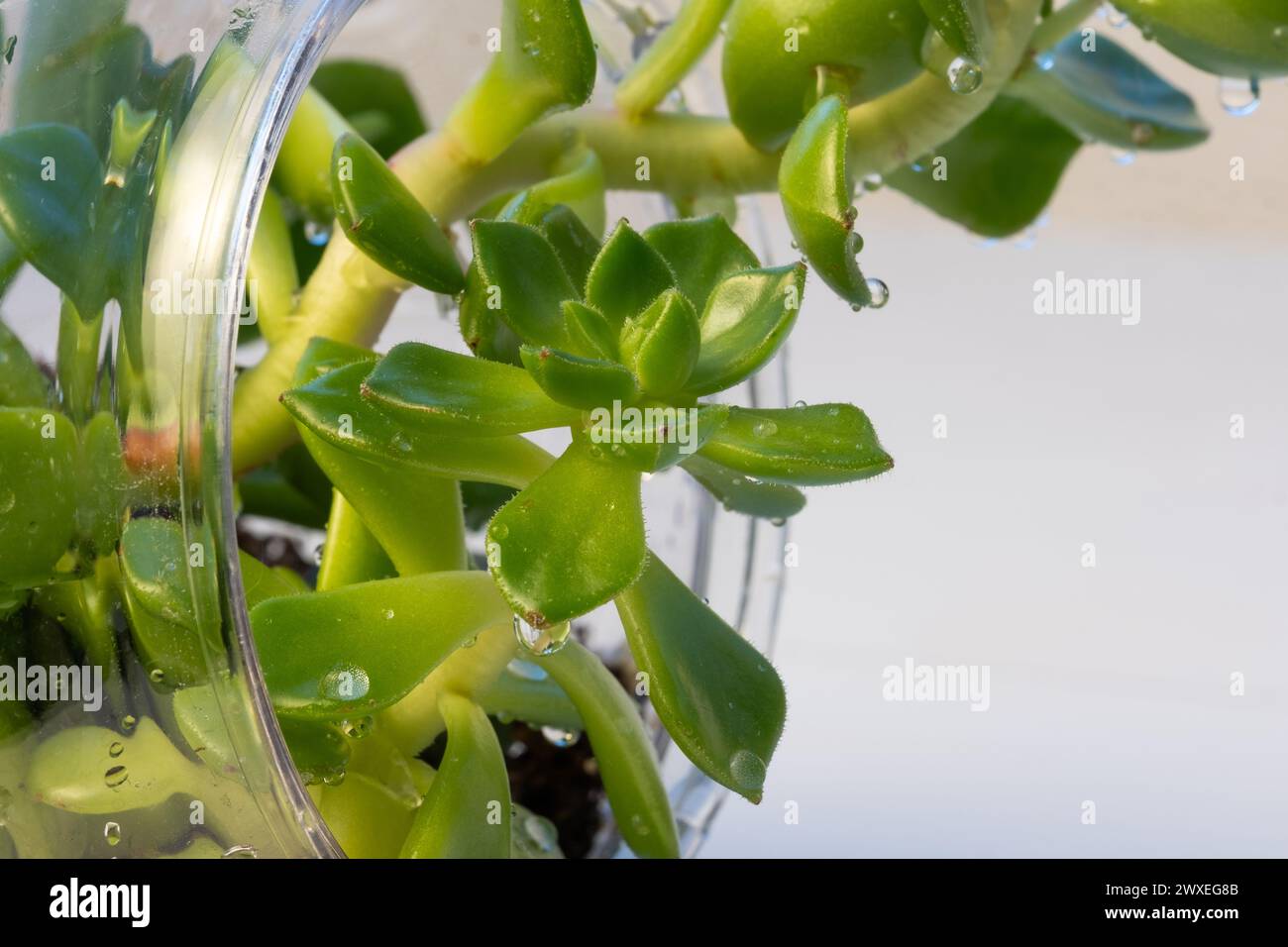 Natürliches Pflanzen-Terrarium mit Micro Habitat Glaskugel auf einem neutralen weichen Hintergrund. Planetenpflege und Nachhaltigkeit zu Hause oder im Büro Stockfoto