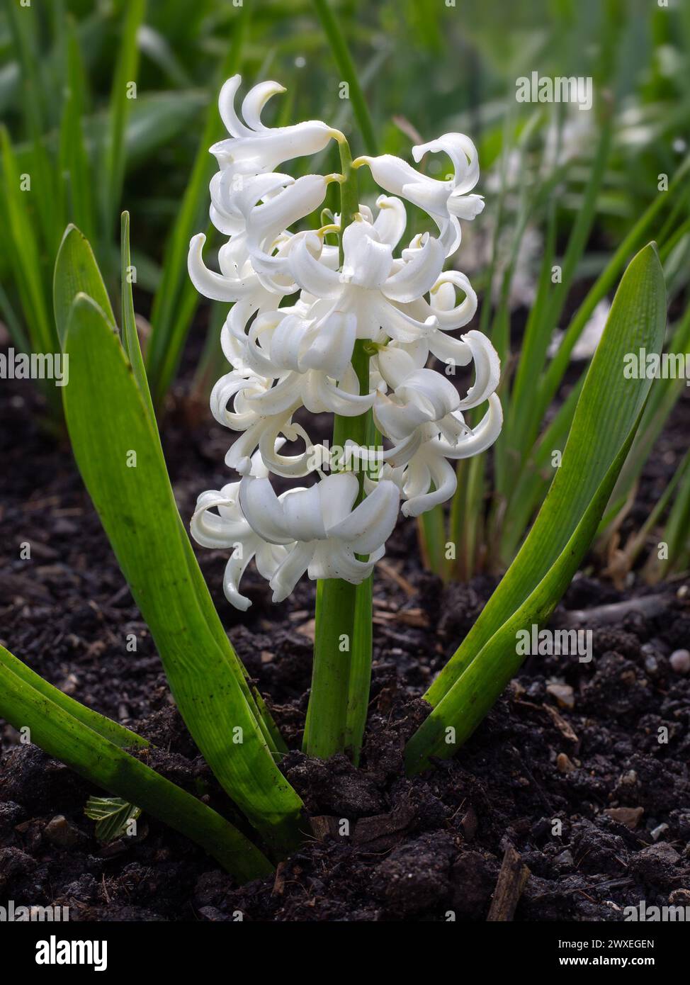 Blumen der Hyacinthus orientalis 'White Pearl' in einem Garten im Frühling Stockfoto
