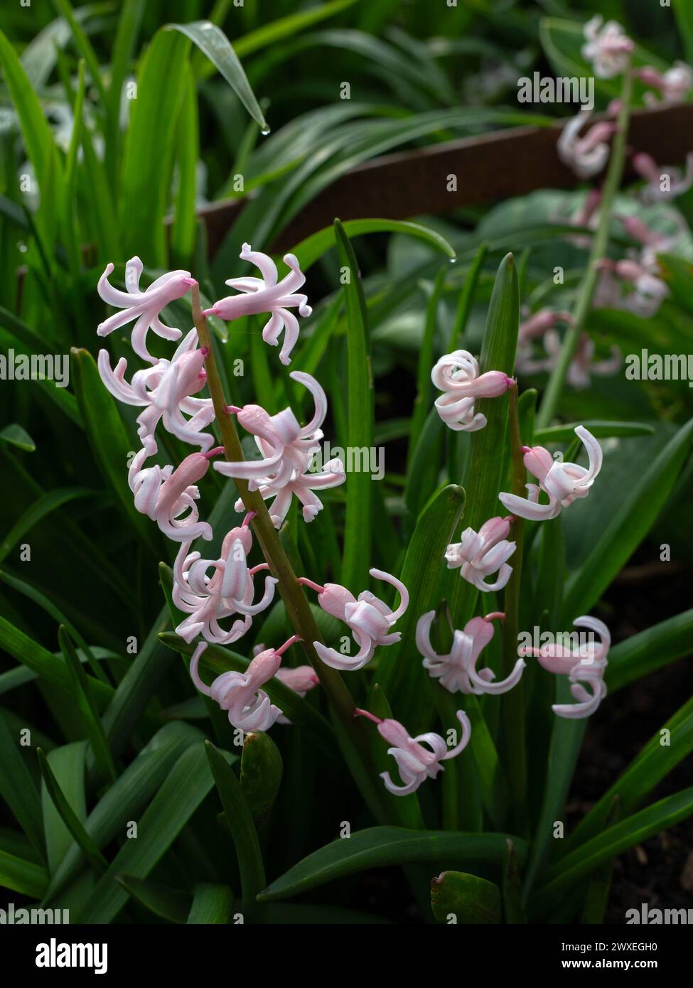 Blumen von Hyacinthus orientalis 'Pink Festival' ibn einem Garten im Frühling Stockfoto