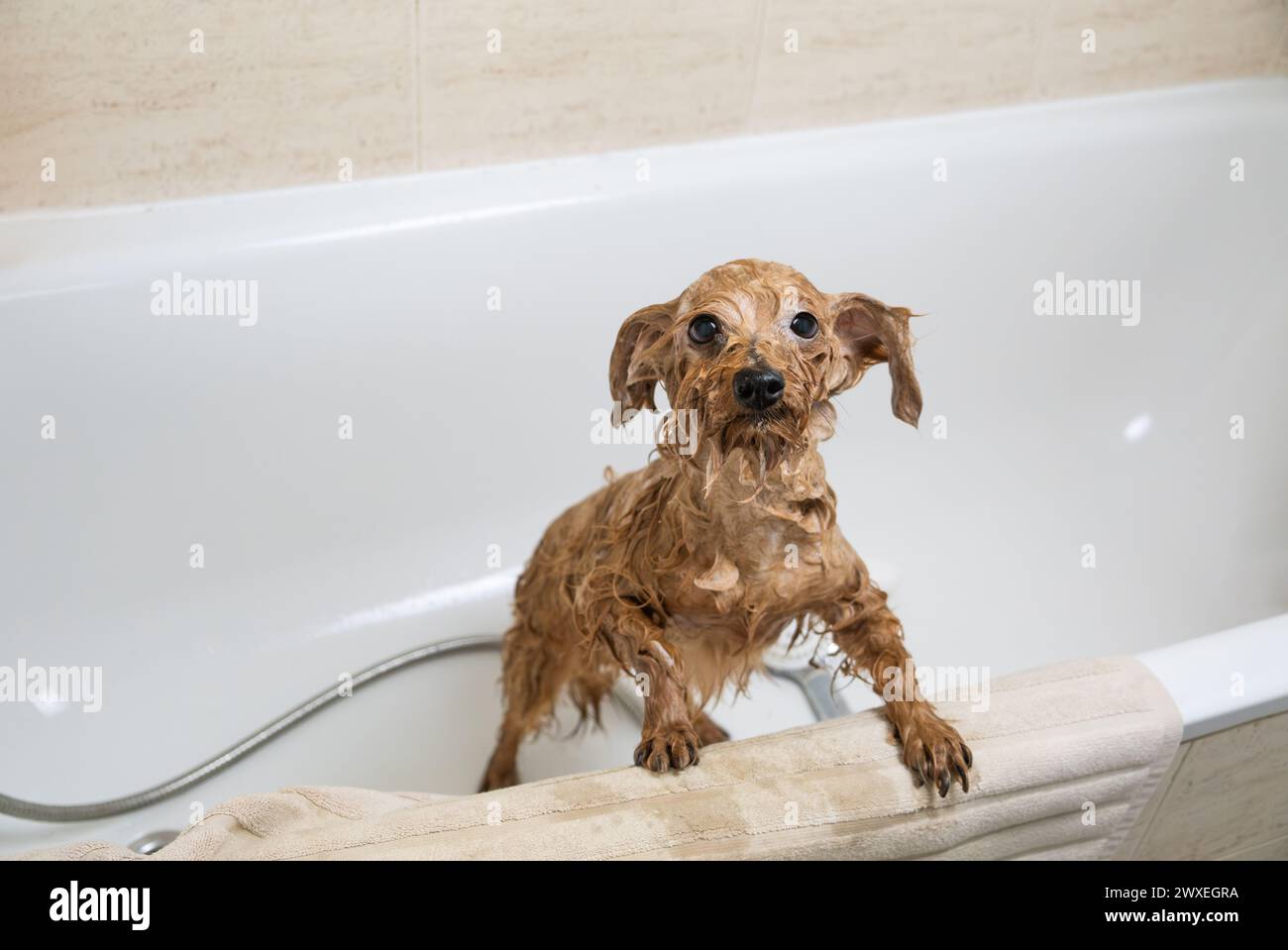 Komplett nasser, ausgewachsener Mischlingshund lehnt sich aus der Badewanne und will raus. Der Hund will so schnell wie möglich rauskommen. Hundehygiene und Tierpflege A Stockfoto