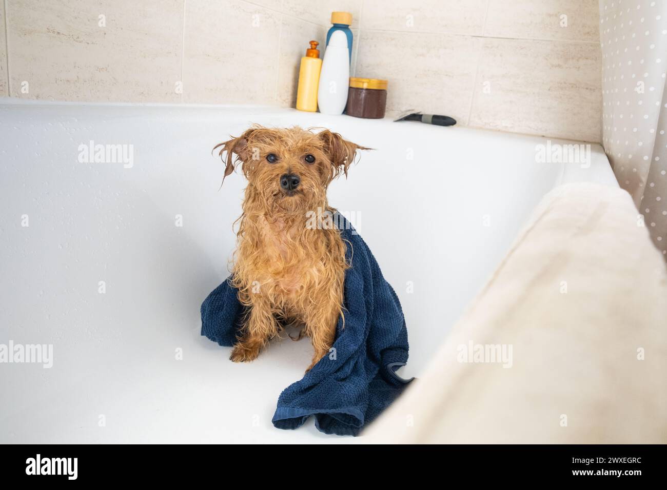 Ein kleiner brauner Mischlingshund wartet nach dem Bad mit einem blauen Handtuch auf seinen Besitzer. Der kleine Hund ist nass. Haustiere zu Hause zu lieben und zu pflegen. Stockfoto