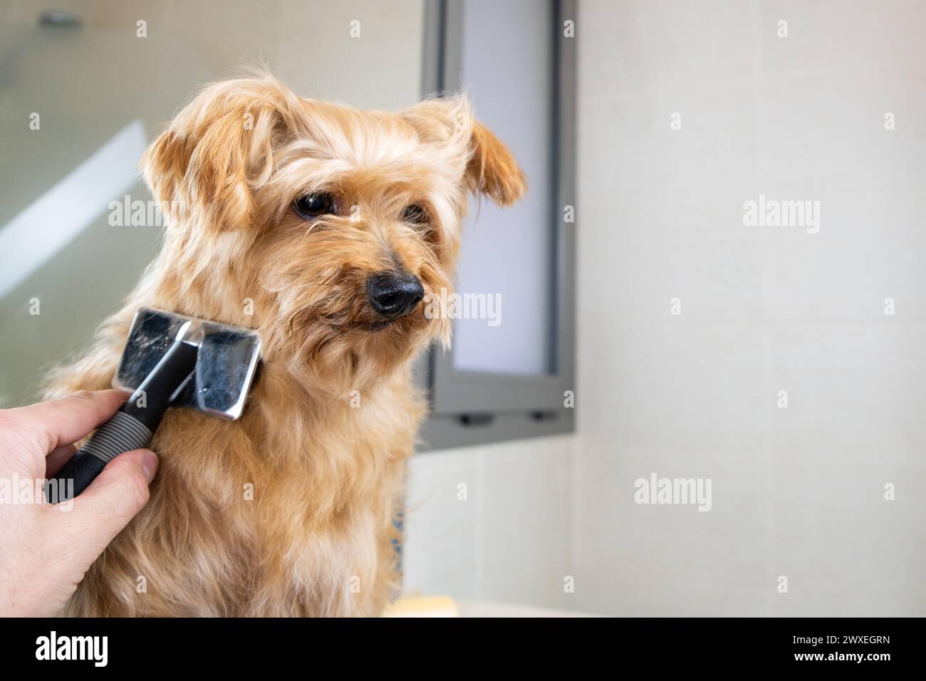 Ein kleiner brauner Mischlingshund wird von der Hand seines Besitzers im Badezimmer seines Hauses sorgfältig gebürstet. Haustiere zu Hause zu lieben und zu pflegen. Stockfoto