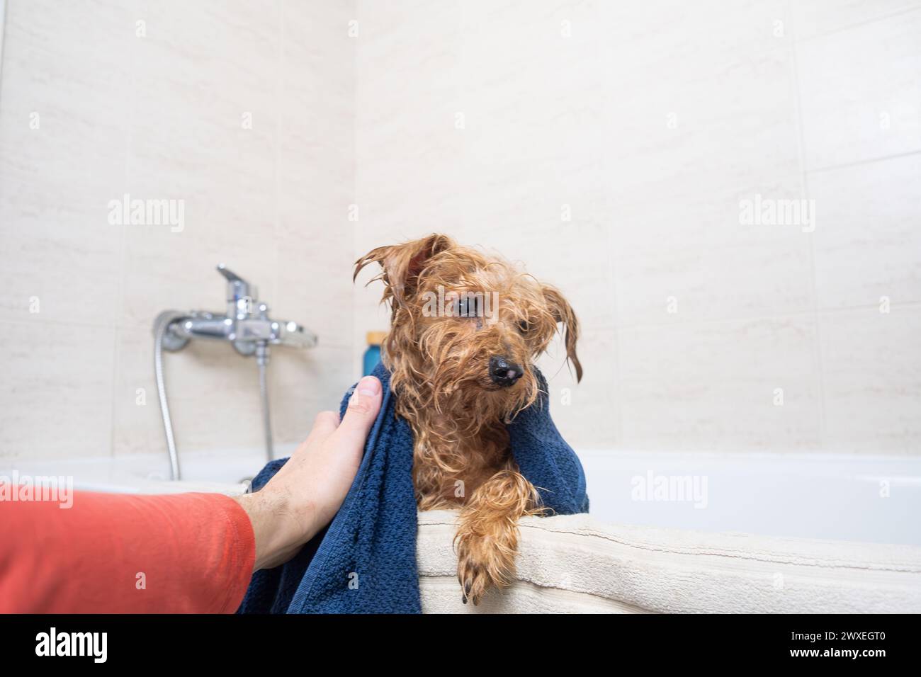 Die Hand eines Mannes trocknet sein Haustier nach dem Bad mit einem blauen Handtuch. Der kleine Hund ist ein brauner Mischling und ist nass. Liebe und Pflege für Haustiere zu Hause. Stockfoto