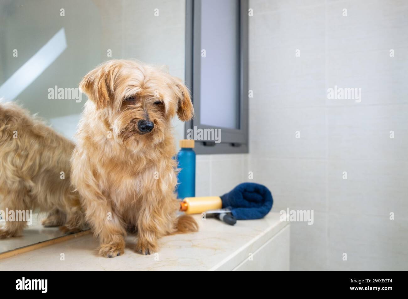 Ein kleiner brauner Mischling-Hund posiert leise im Badezimmer zu Hause mit seinem Hundepflegeset. Er ist sauber, gebürstet und gepflegt. Ich liebe und kümmere mich um Haustiere Stockfoto