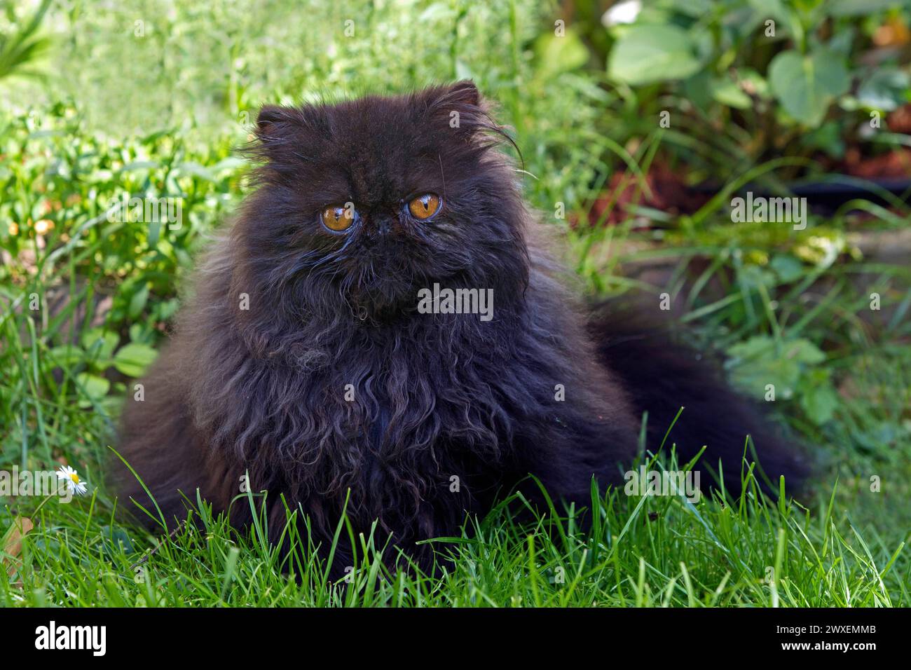Persische Katze, langhaarige Katze Stockfoto