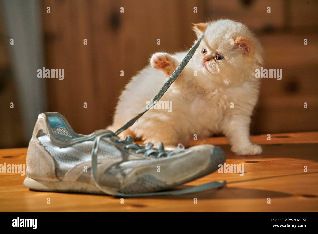 Persische Katze, langhaarige Katze, spielt mit Schuhen Stockfoto