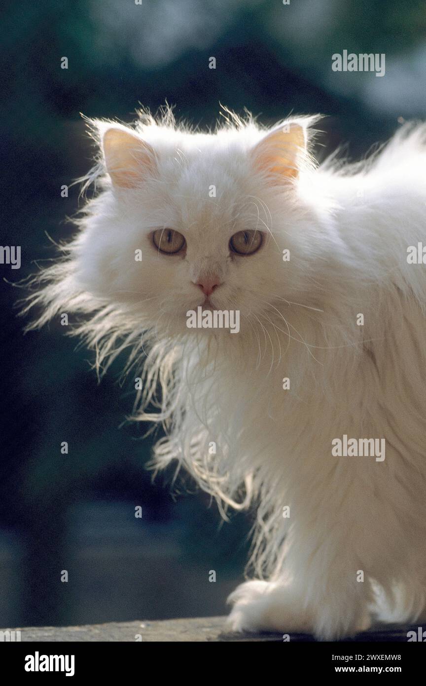 Persische Katze, langhaarige Katze, Hintergrundbeleuchtung Stockfoto