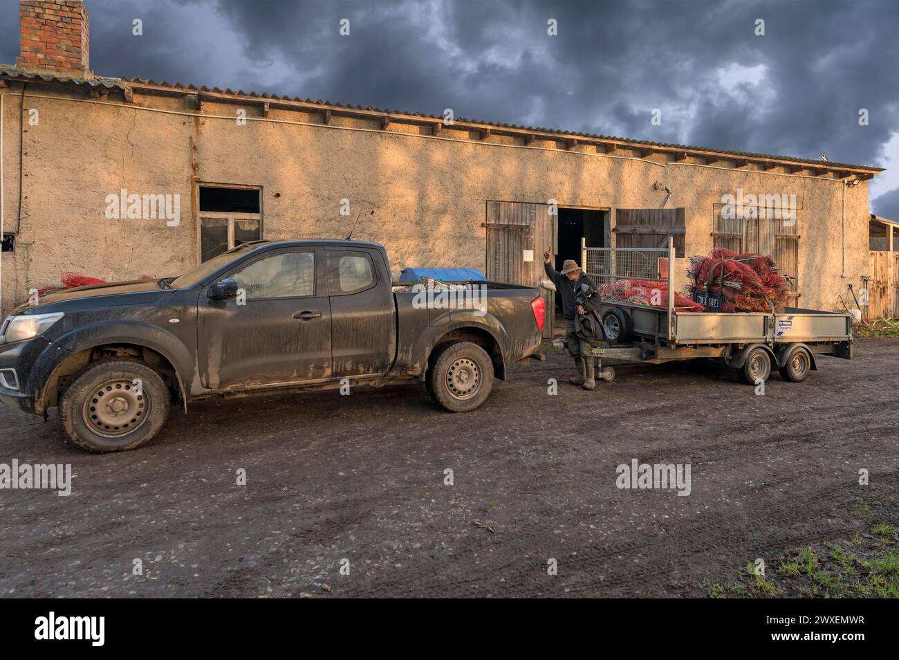 Schäferhund, der den Anhänger mit Weidezäunen an den Pickup Othenstorf ankuppelt. Mecklenburg-Vorpommern, Deutschland Stockfoto