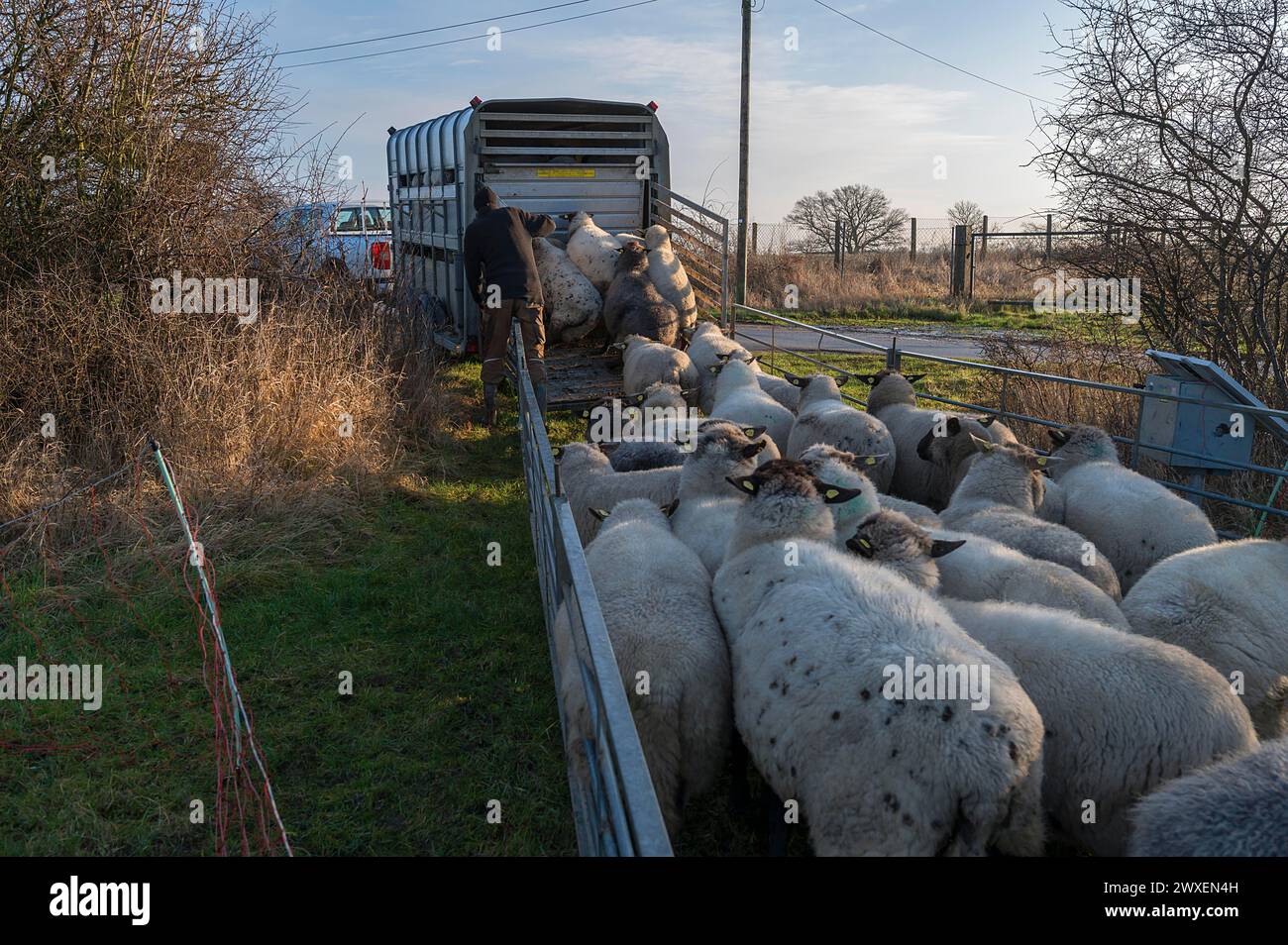 Schwarzköpfige Hausschafe (Ovis gmelini aries) werden auf einen Doppelstockanhänger geladen, Mecklenburg-Vorpommern, Deutschland Stockfoto