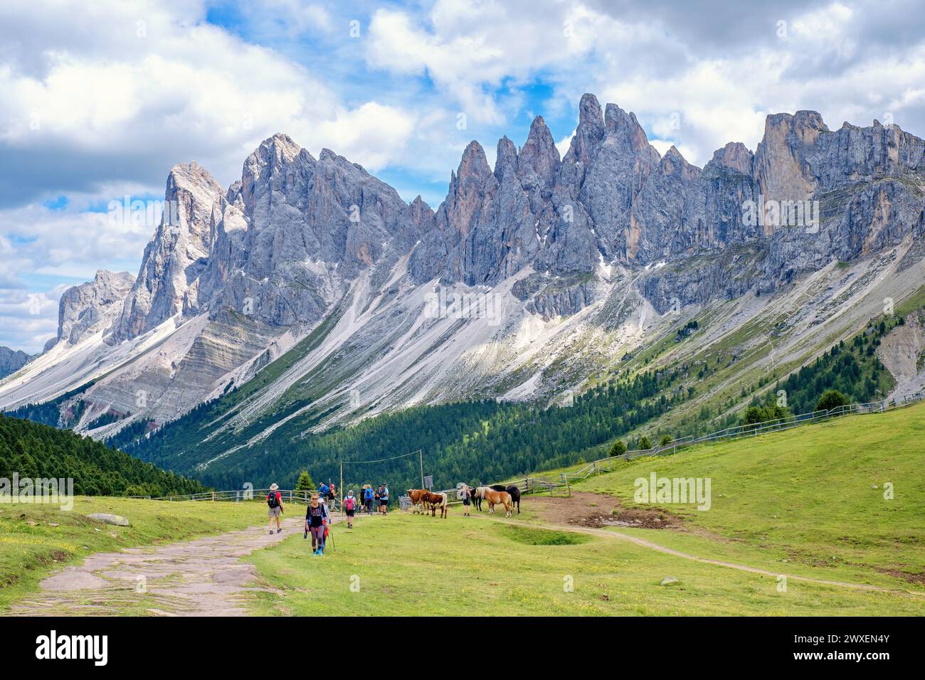 Wanderer auf einem Wanderweg auf einer Almwiese in der mächtigen Geisgruppe in den Dolomiten, St. Ulrich, Gröden, Italien, St. Ulrich, Val Gardena, Italien Stockfoto